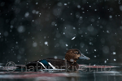 BB 12 0370 / Polysticta stelleri / Stellerand